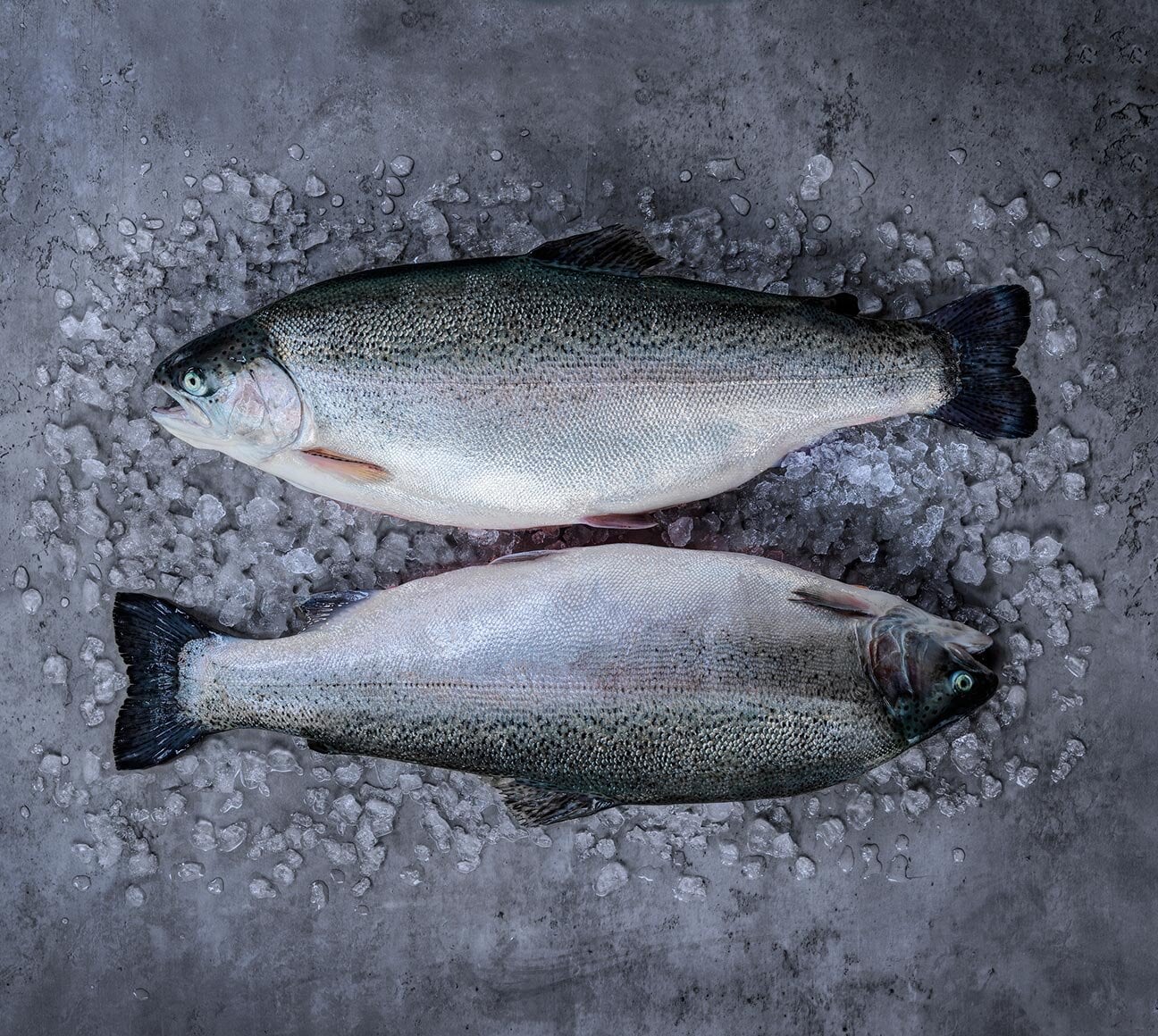 峽灣鱒魚