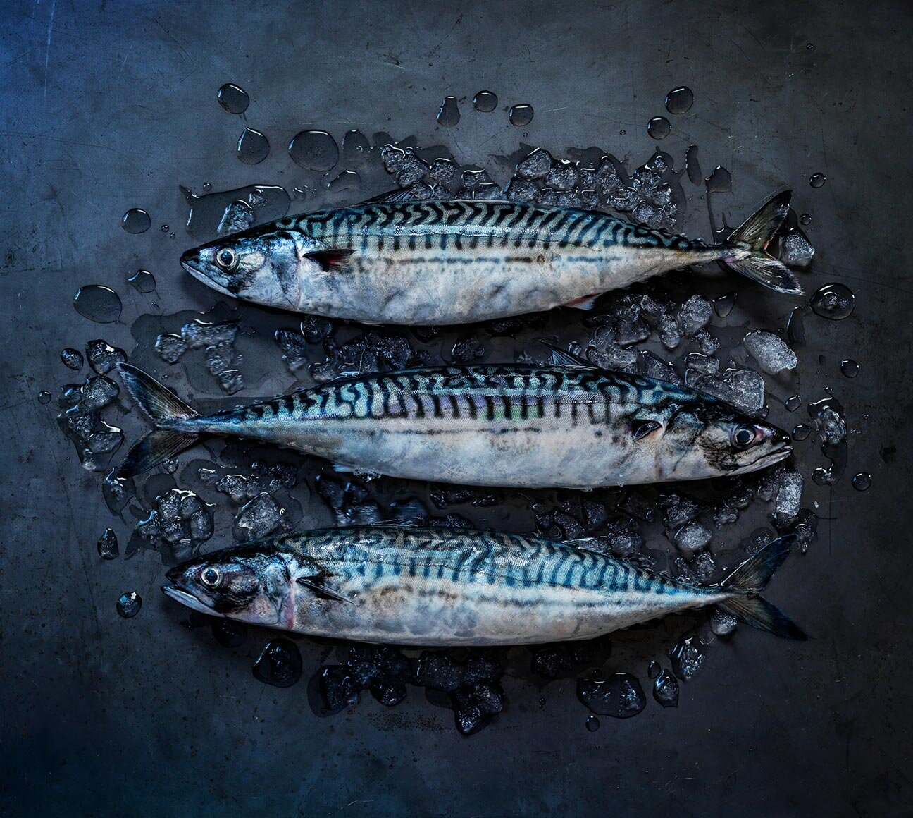 鯖魚