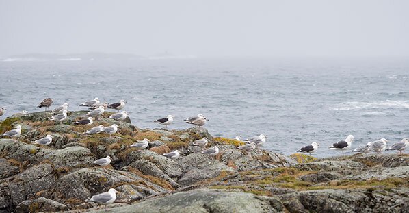 Seagulls on the shore